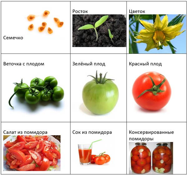 схема для показа роста и развития помидора