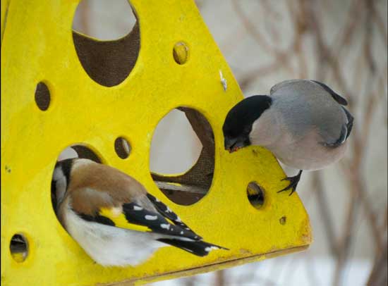 Красивая кормушка для птиц своими руками: Мастер-Классы в журнале Ярмарки Мастеров